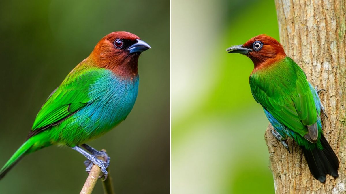 This Bird Changes Its Color Depending on Who’s Looking