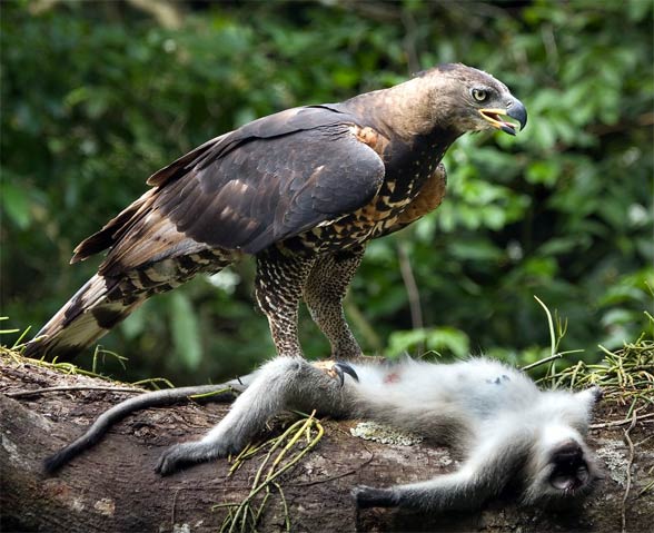 Crowned_eagle 9