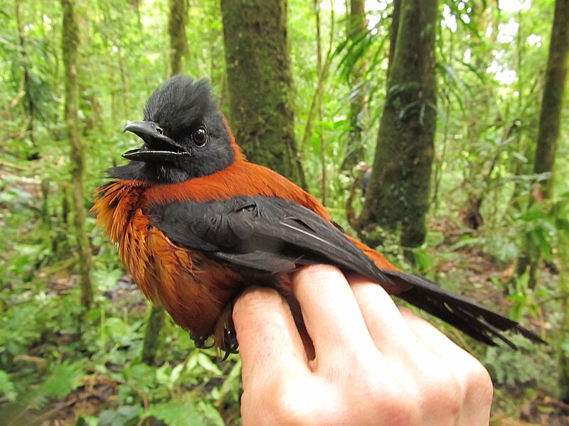 Hooded_Pitohui_3