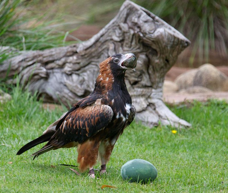 Black Breasted_buzzard.d134e18.width 800.80eaaff