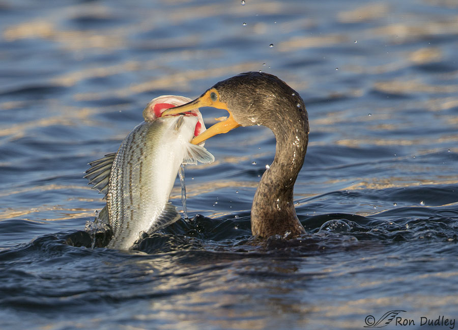 Double Crested Cormorant 0667b Ron Dudley