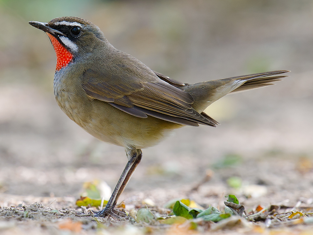 Rubythroat Siberian004