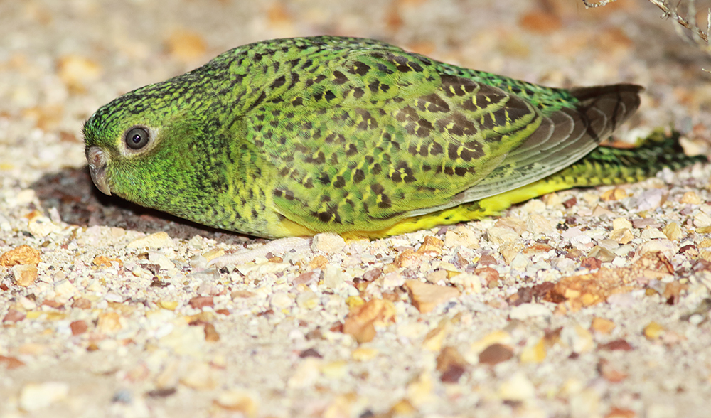 Steve_murphy_night_parrot