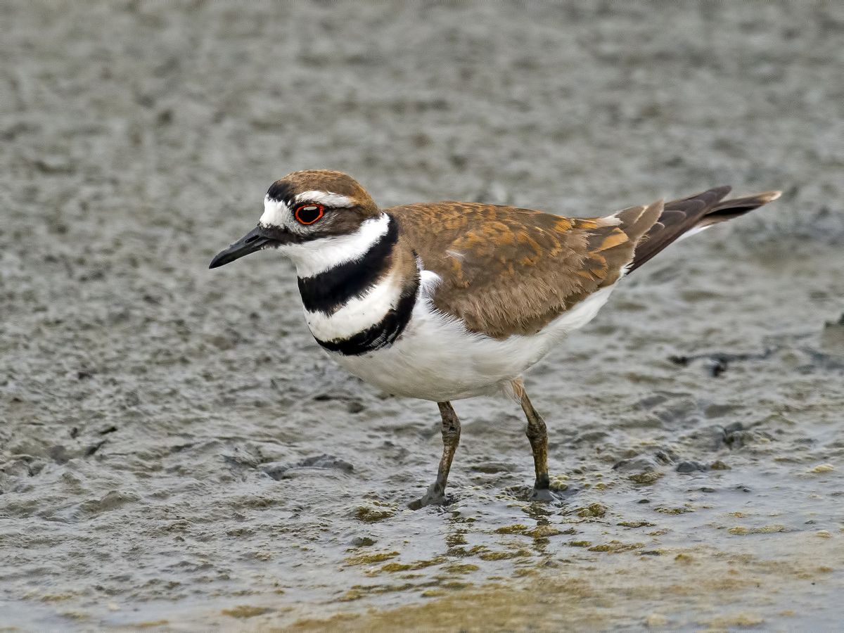 2d663b93f472e0c47bd5da274c44954b