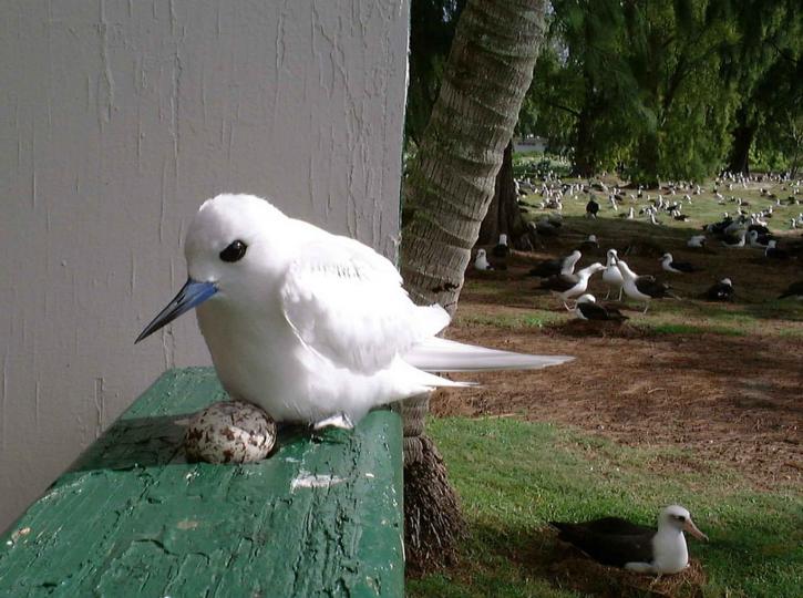 Close Up Of White Tern Bird Gygis Alba Sits With Its Egg 725x540