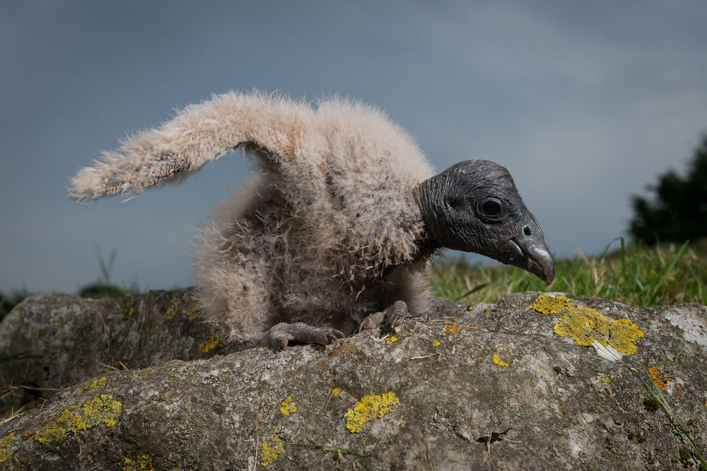Close Up Of White Tern Bird Gygis Alba Sits With Its Egg 725x540